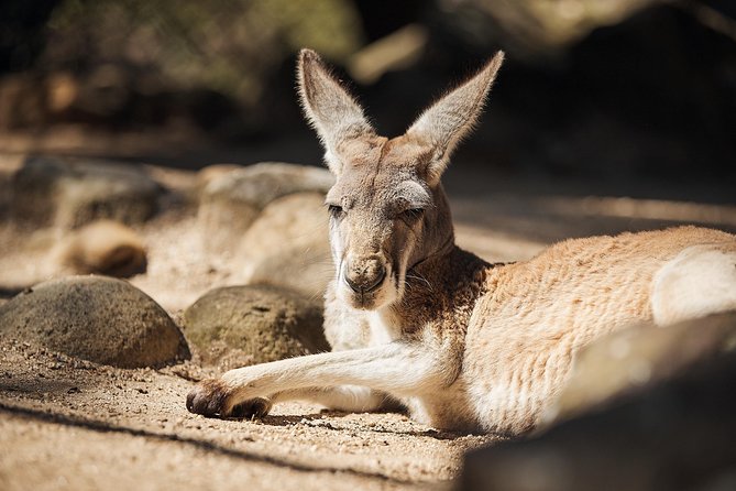 Sydney Taronga Zoo's Aussie Backyard Adventure Tour - Meeting your guide and starting near the top