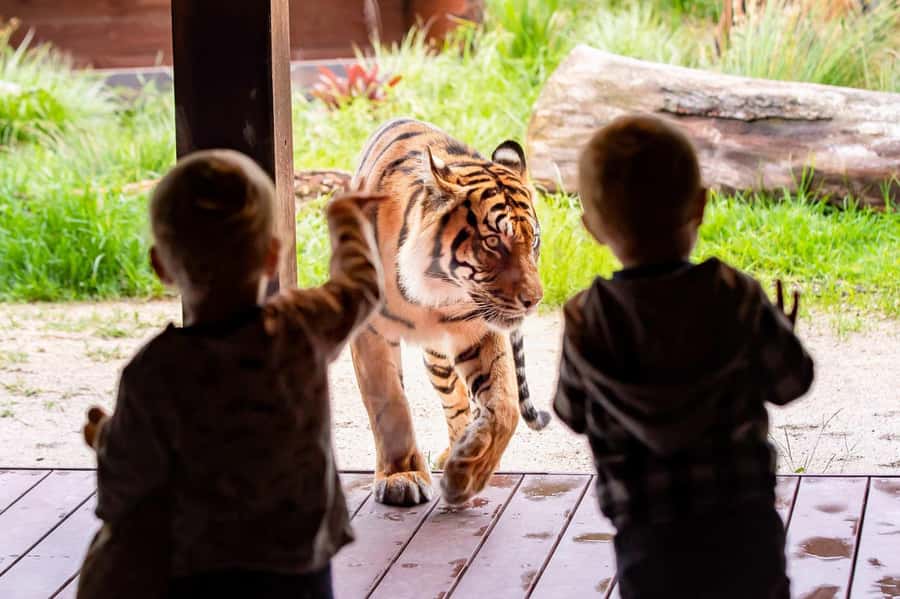 Sydney: Taronga Zoo Ticket with Return Ferry - Key points to know before you go
