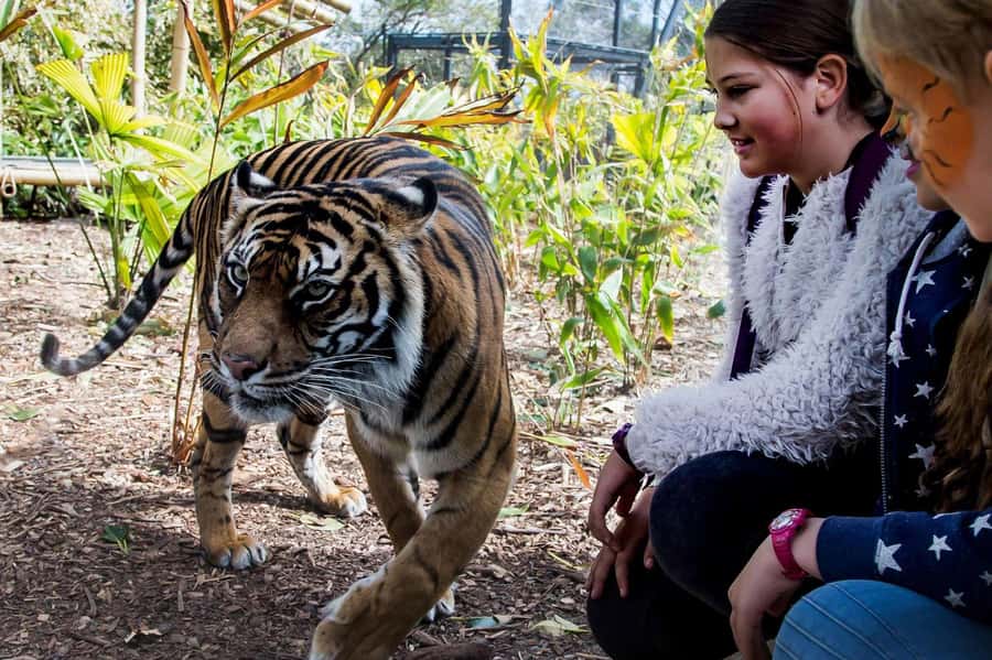 Sydney: Taronga Zoo Ticket with Return Ferry - Should you book the ferry and zoo ticket?