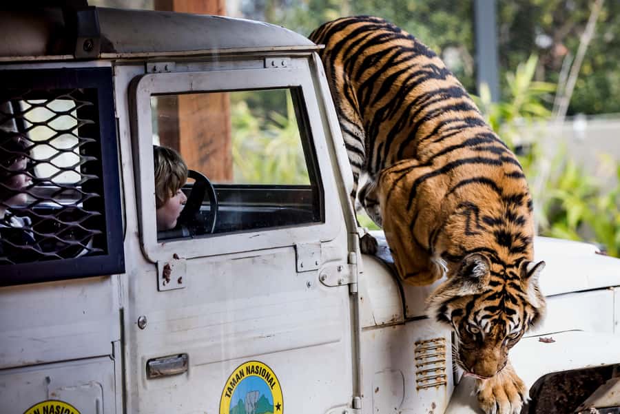 Sydney: Taronga Zoo Ticket with Return Ferry - The ferry ride turns zoo admission into a Sydney outing