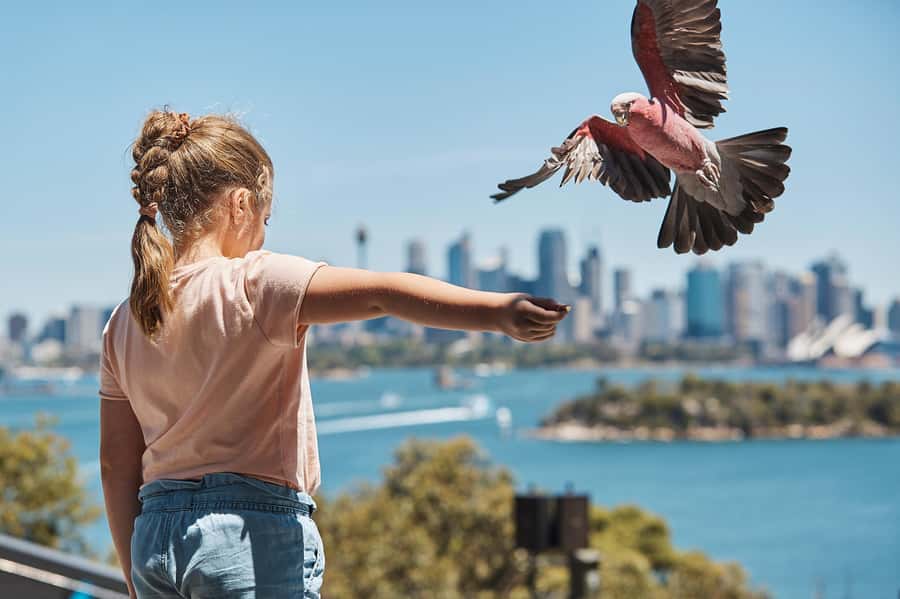 Sydney: Taronga Zoo Ticket with Return Ferry - Tigers, elephants, birds, and the larger exhibits