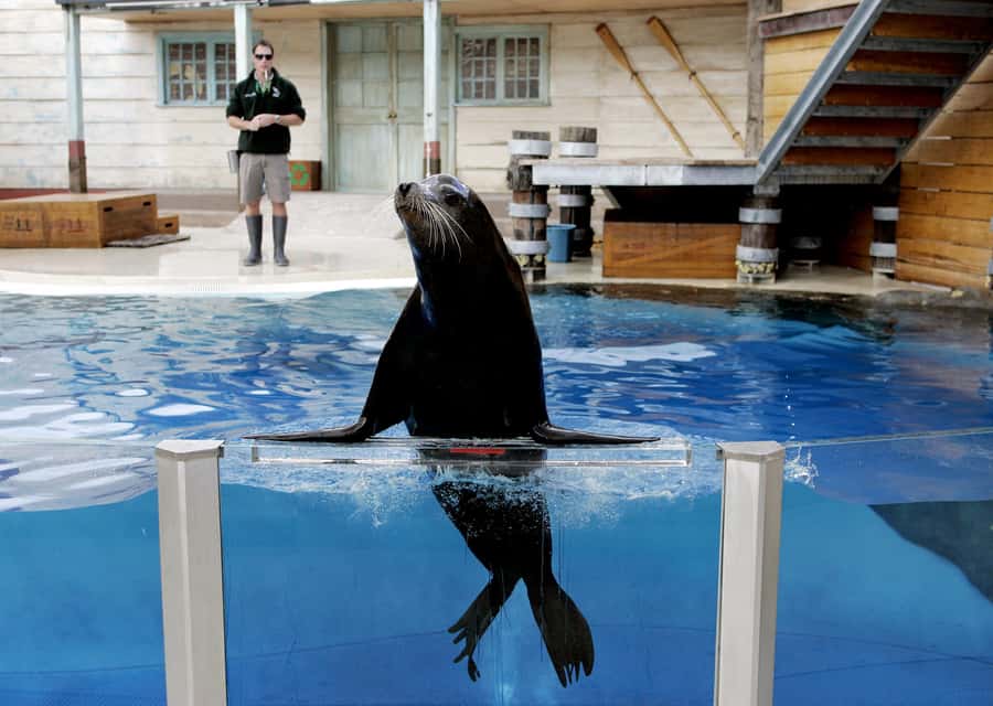 Sydney: Taronga Zoo Ticket with Return Ferry - Food, breaks, and the real cost of the day