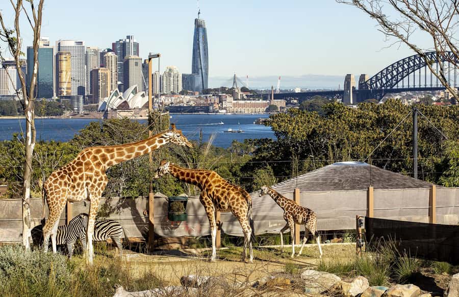 Sydney: Taronga Zoo Ticket with Return Ferry - Who will enjoy this Taronga Zoo package?