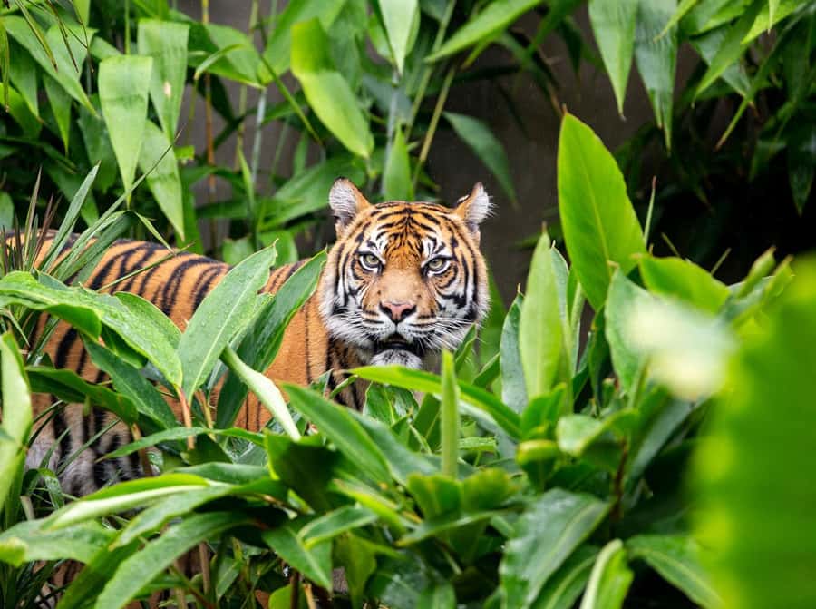 Sydney: Taronga Zoo Ticket with Return Ferry - Entering Taronga Zoo and planning your route