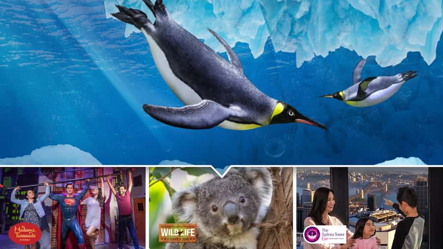 Sydney: Ultimate City Pass for 4 Attractions with Skywalk - SEA LIFE Sydney Aquarium