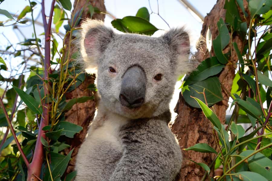 Sydney: Ultimate City Pass for 4 Attractions with Skywalk - Practical clothing and arrival advice
