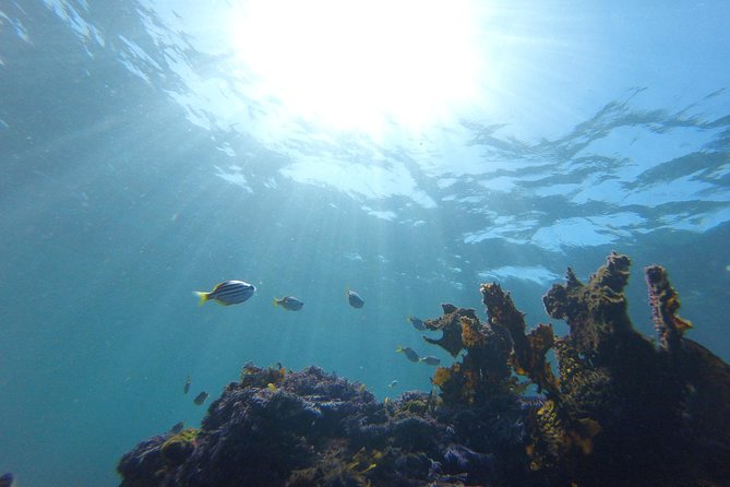 sydney underwater scooter tours - About 90 minutes exploring Clovelly’s marine life