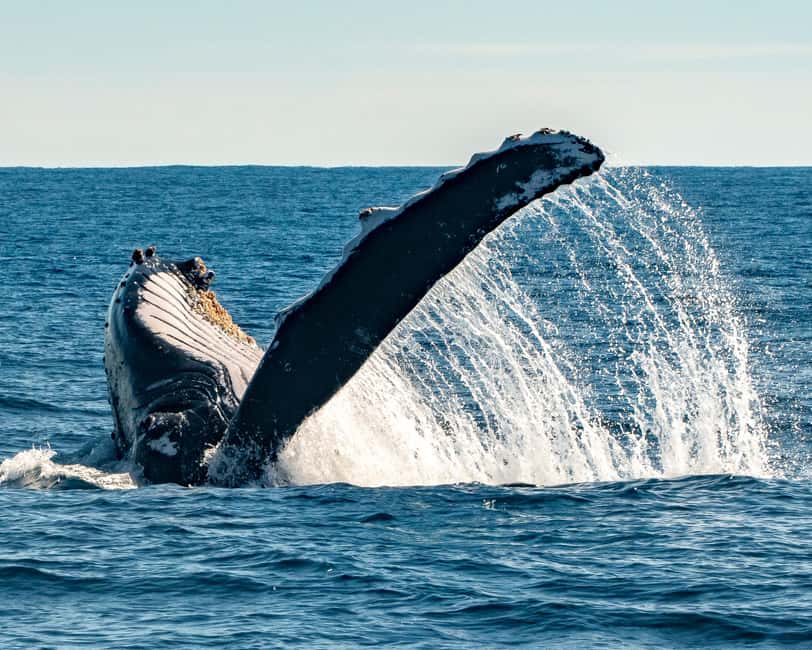 Sydney; Whale Watching - Leaving King Street Wharf for the open sea