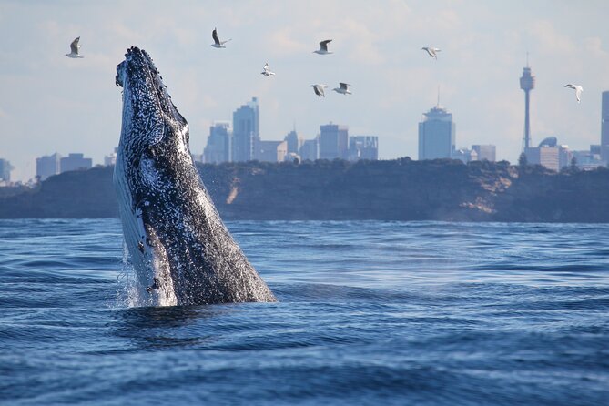 Sydney Whale Watching - 2.5hr Discovery Cruise - Key points before you book
