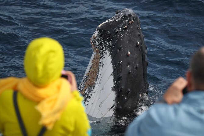 Sydney Whale Watching - 2.5hr Discovery Cruise - Timing, booking, and practical details
