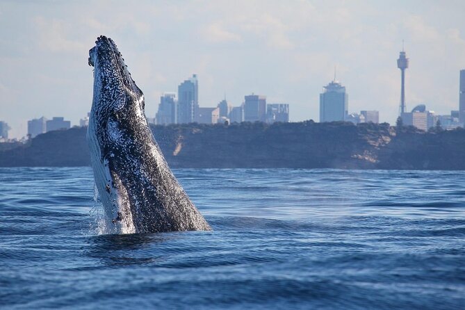 Sydney: Whale Watching Adventure Cruise - From Circular Quay to the open sea