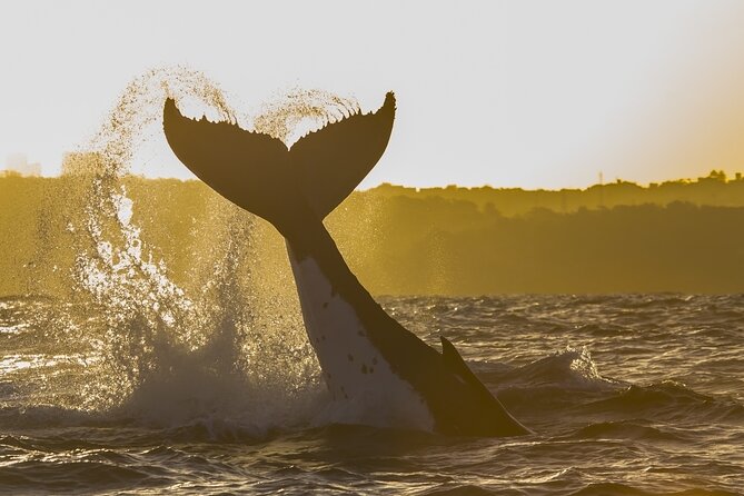 Sydney: Whale Watching Adventure Cruise - Coffee, views, and the value of the $63 fare