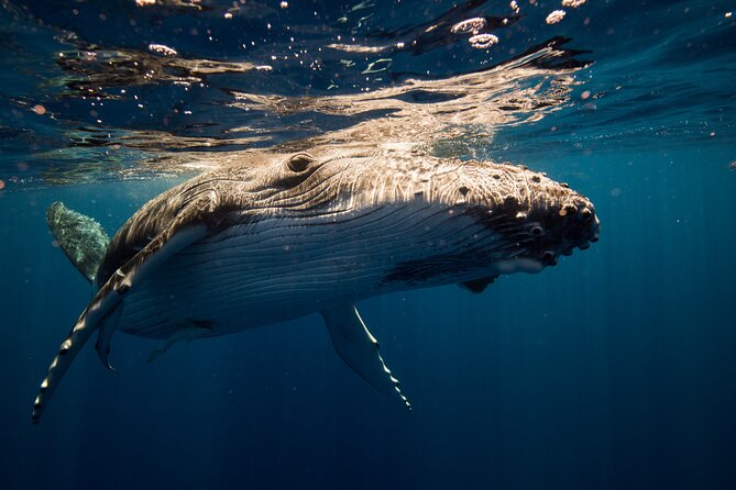 Sydney Whale Watching Adventure Cruise - Who should book this cruise?