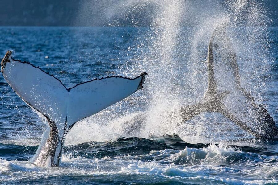 Sydney: Whale Watching Adventure Cruise - Whales Guaranteed! - Why this cruise is about more than a whale photograph