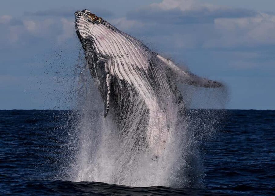 Sydney: Whale Watching Adventure Cruise - Whales Guaranteed! - The open-ocean search for humpbacks