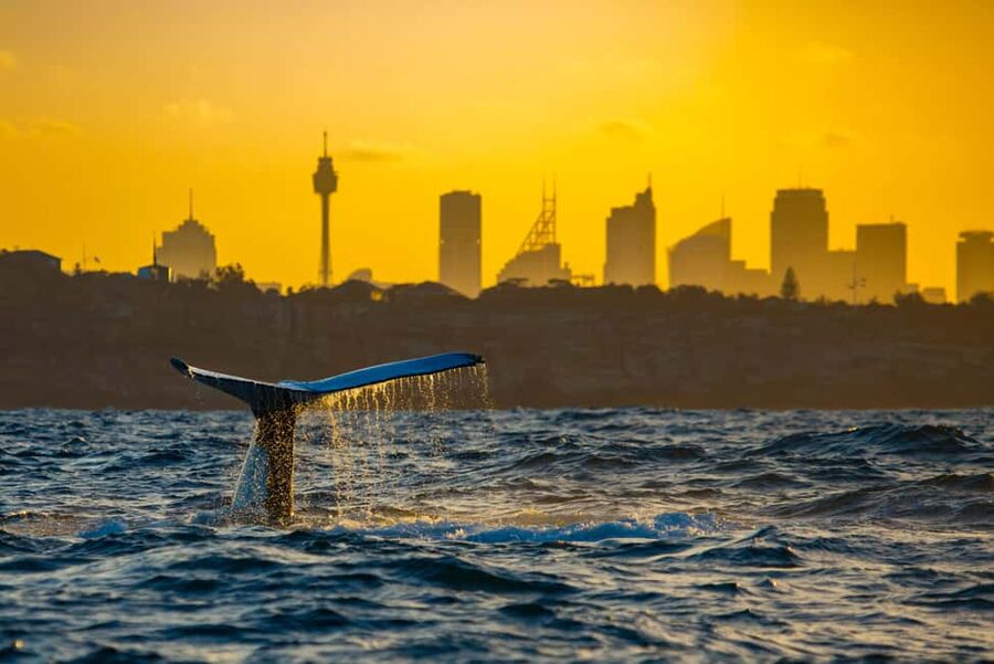 Sydney: Whale Watching Adventure Cruise - Whales Guaranteed! - How to get the best view