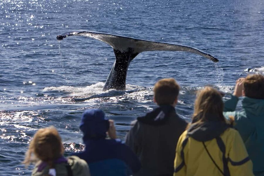 Sydney: Whale Watching Adventure Cruise - Whales Guaranteed! - Who will enjoy Barefoot Blue most