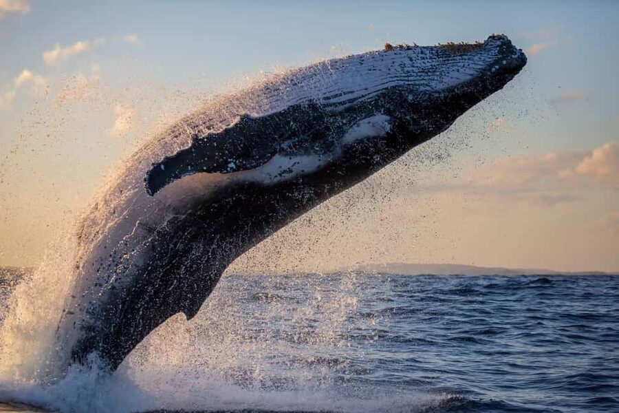 Sydney: Whale Watching Adventure Cruise - Whales Guaranteed! - Practical booking advice for Circular Quay