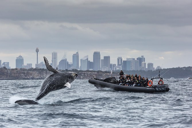 Sydney Whale-Watching by Speed Boat - From Circular Quay to the Tasman Sea