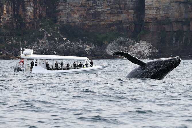 Sydney Whale-Watching by Speed Boat - What a whale encounter can look like