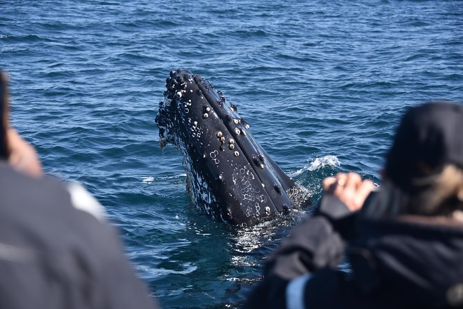 Sydney Whale-Watching by Speed Boat - Choosing a departure time
