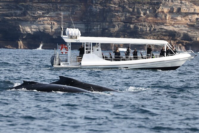 Sydney Whale-Watching by Speed Boat - The speedboat tradeoff: fun, spray, and bumps