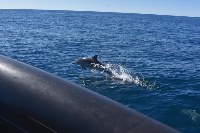 Sydney Whale-Watching by Speed Boat - Weather, cancellations, and planning around risk