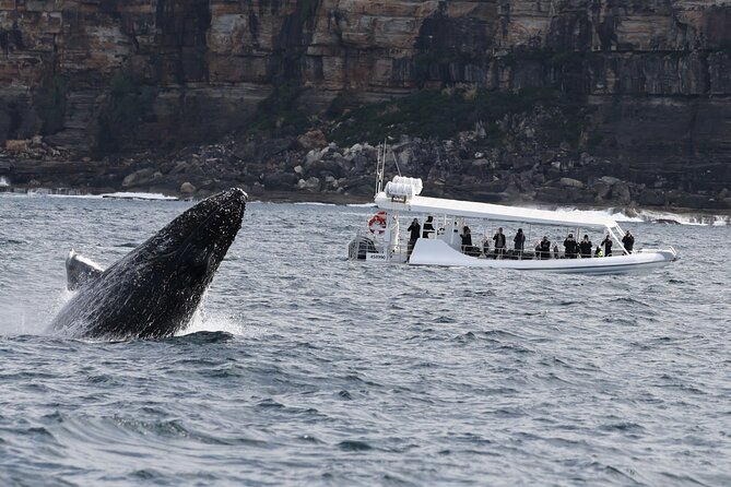 Sydney Whale-Watching by Speed Boat - The ride to Ocean Extreme