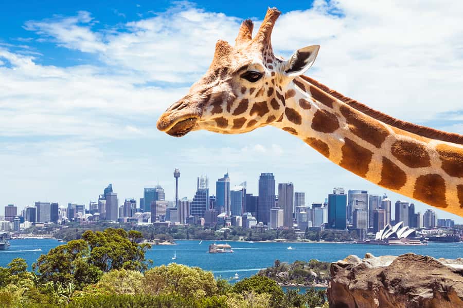 Sydney: Whale Watching Cruise and Taronga Zoo Package - Two and a half hours searching for humpbacks