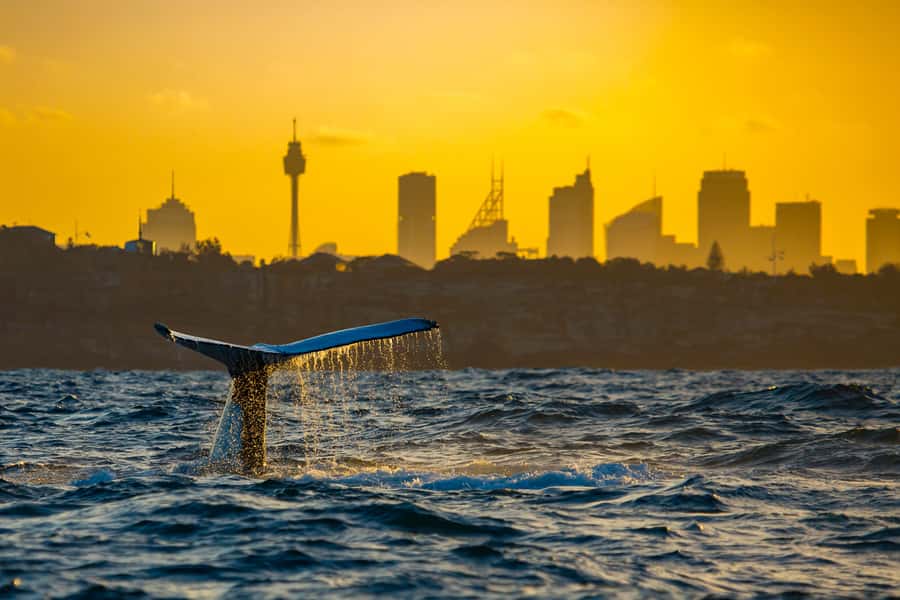 Sydney: Whale Watching Cruise and Taronga Zoo Package - Sea conditions and the best way to prepare