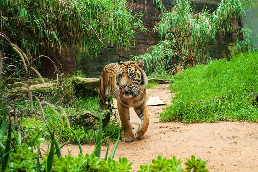 Sydney: Whale Watching Cruise and Taronga Zoo Package - Keeper talks, bird shows, and seal shows
