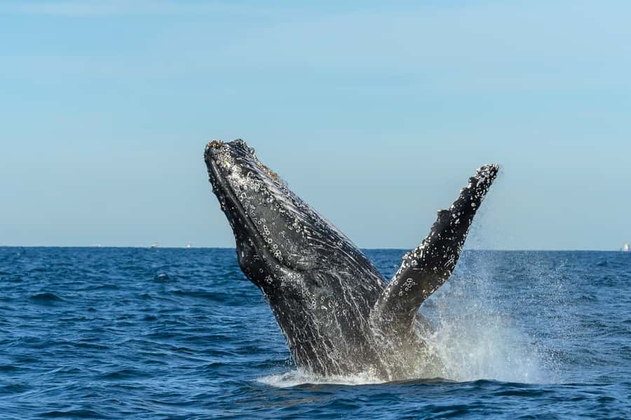 Sydney: Whale Watching Cruise and Taronga Zoo Package - Is $95 good value?