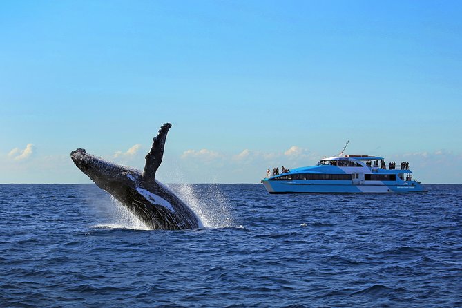 Sydney Whale Watching Cruise from Circular Quay - Timing your booking and choosing your spot