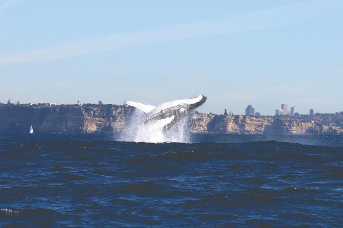 Sydney Whale Watching Cruise from Circular Quay - Live commentary, whale behavior, and the crew