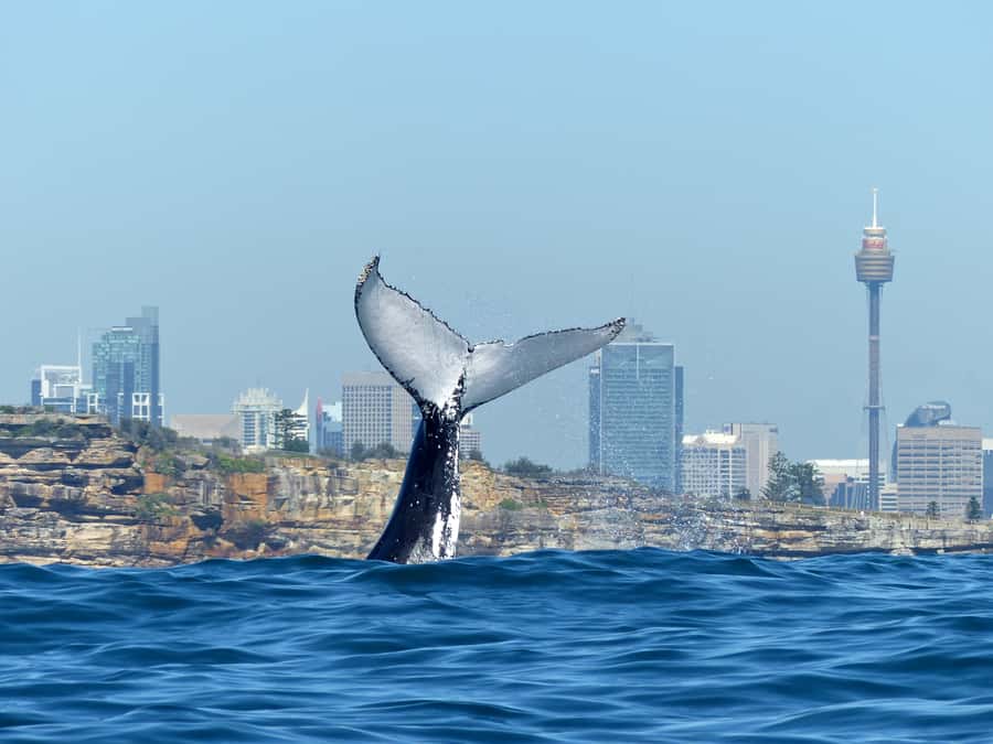 Sydney Whale Watching Cruise with Breakfast or Lunch - Key points to know before you book