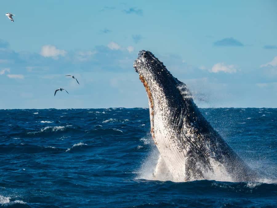 Sydney Whale Watching Cruise with Breakfast or Lunch - Leaving Circular Quay for the open sea