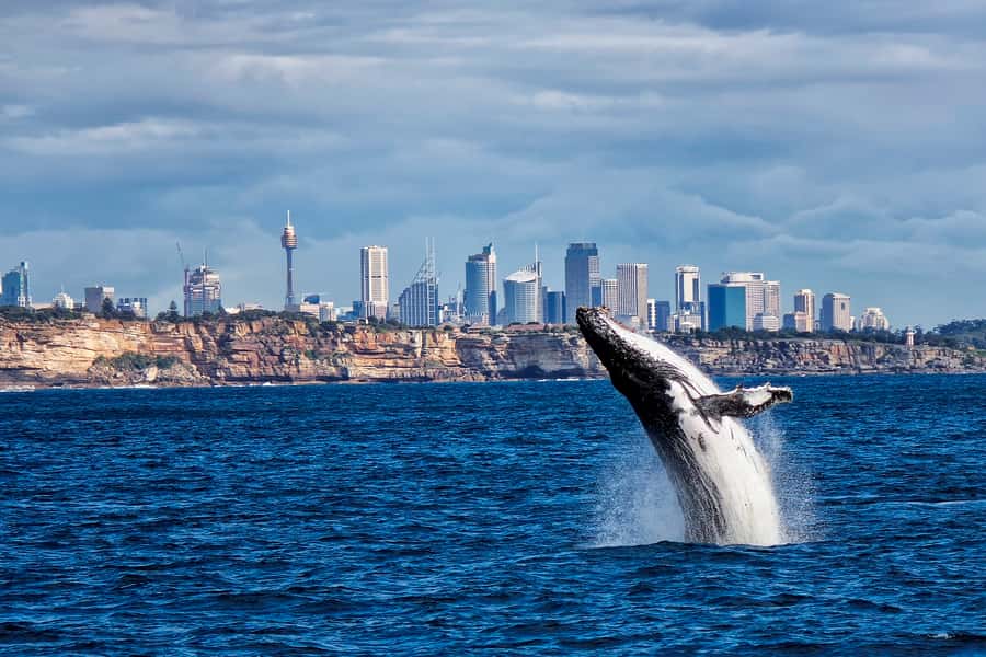 Sydney Whale Watching Cruise with Breakfast or Lunch - Passing Sydney Heads into whale country