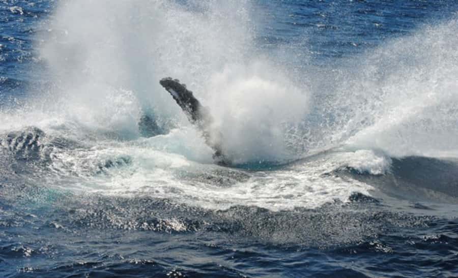 Sydney Whale Watching Cruise with Breakfast or Lunch - What a good sighting can look like