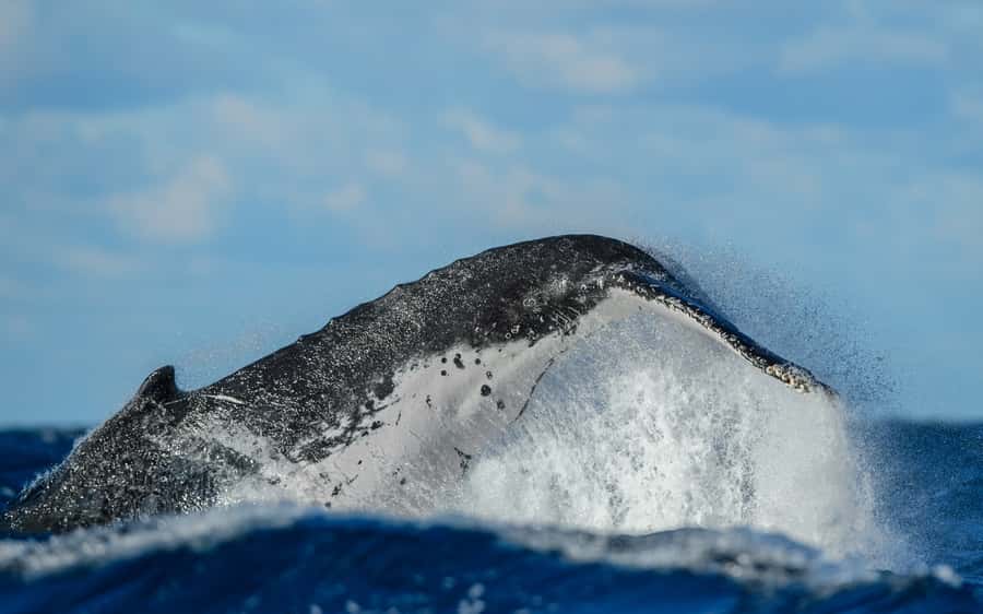 Sydney Whale Watching Cruise with Breakfast or Lunch - Finding the best place on board