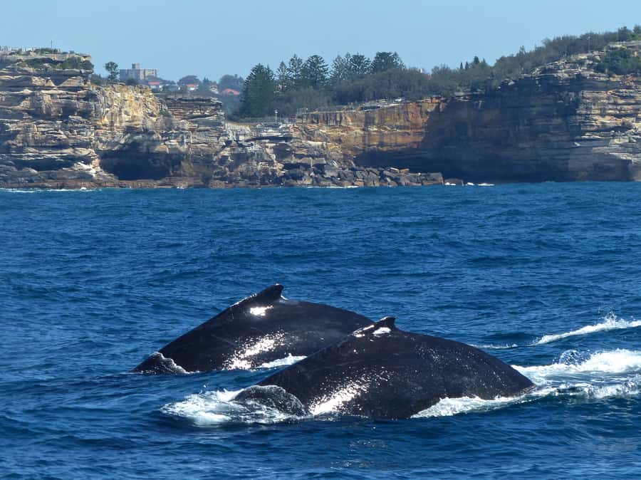 Sydney Whale Watching Cruise with Breakfast or Lunch - Is four hours the right length?