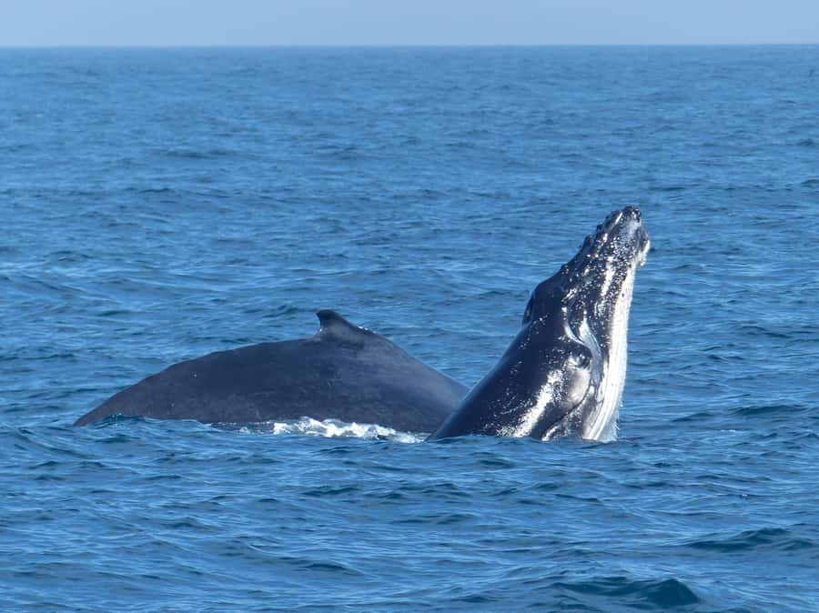 Sydney Whale Watching Cruise with Breakfast or Lunch - Is the $70 price good value?