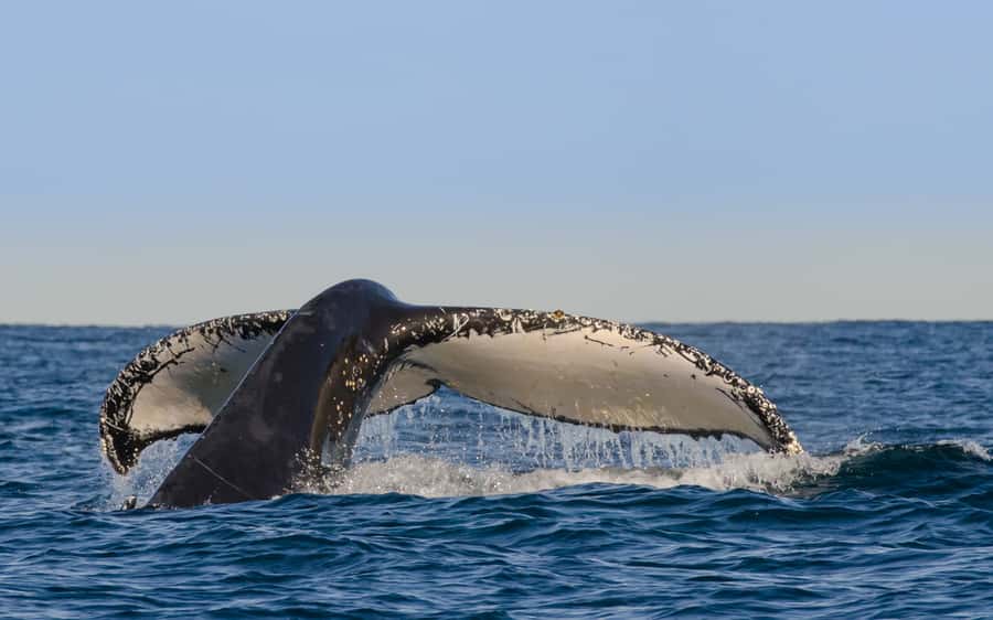 Sydney Whale Watching Cruise with Breakfast or Lunch - Sydney Harbour views before the swell begins