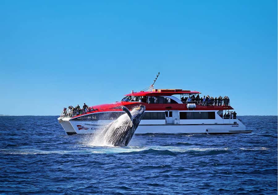Sydney: Whale Watching & Hop On Hop Off Cruise Package - Key points to know