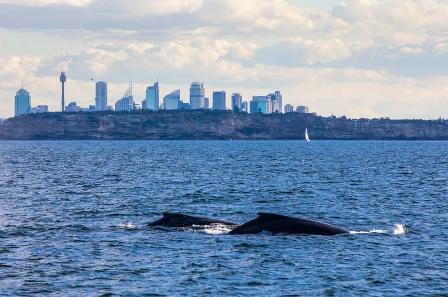 Sydney: Whale Watching & Hop On Hop Off Cruise Package - Booking and cancellation details