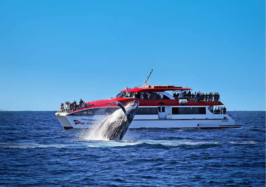 Sydney: Whale Watching & Wildlife Cruise - Key points at a glance