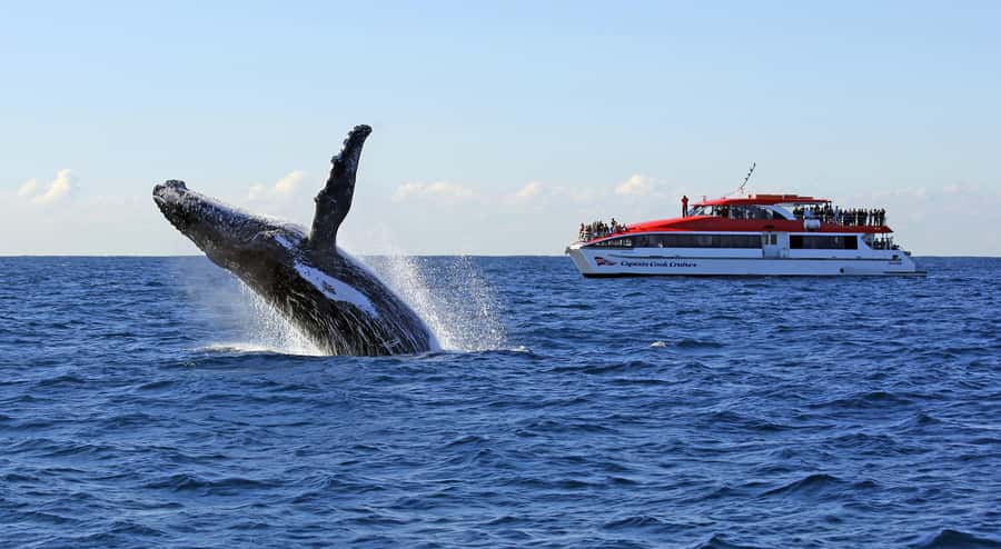 Sydney: Whale Watching & Wildlife Cruise - Why Sydney is such a good place to watch whales