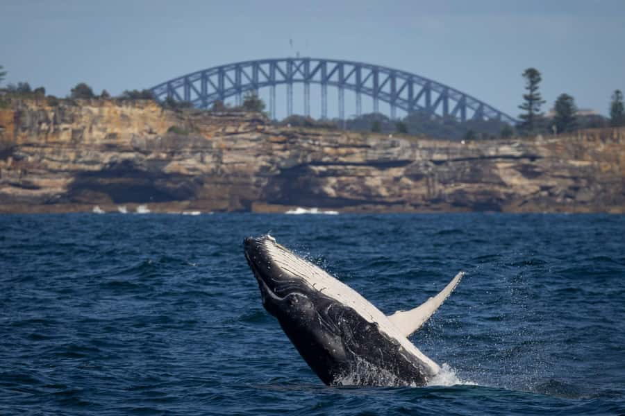 Sydney: Whale Watching & Wildlife Cruise - Searching the Pacific for humpbacks