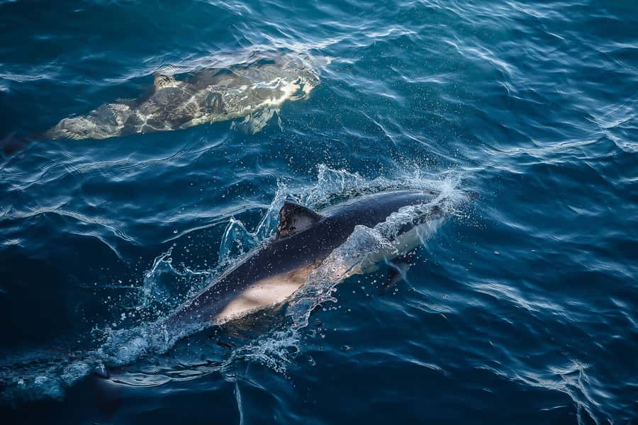Sydney: Whale Watching & Wildlife Cruise - How rough is the ride?