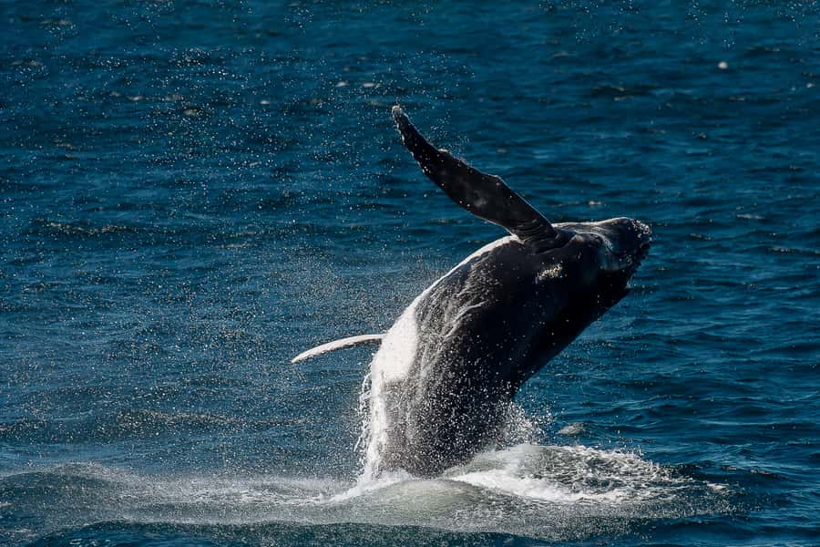Sydney: Whale Watching & Wildlife Cruise - What to expect from the full 150 minutes