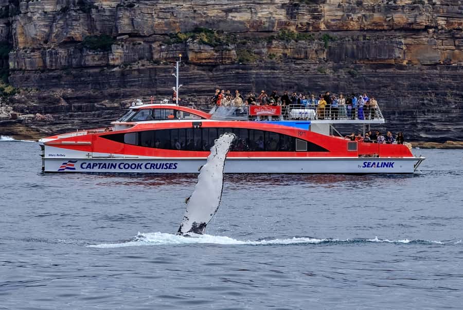 Sydney: Whale Watching & Wildlife Cruise - Who should book this cruise?